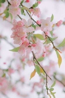 Bia cui minh
